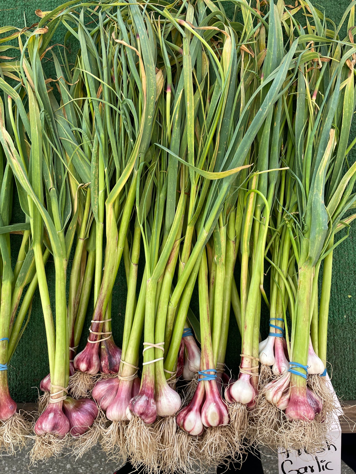 Garlic(Each)